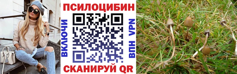 Галлюциногенные грибы Psilocybe  Берёзовский 